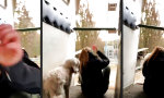 Funny Video - Guten Abend