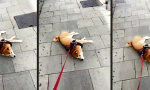 Lustiges Video : Mit dem Hund um die Häuser ziehn