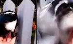 Lustiges Video - Wenn der Zaunpfahl winkt