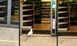 Funny Video - Die Möwen-Mafia