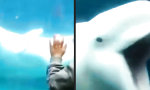 Funny Video : Beluga ist der Brüller im Pool