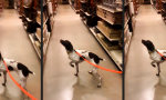 Funny Video : Tom Cruise´s Hund