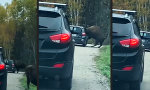 Funny Video - Moderne Bisonfalle