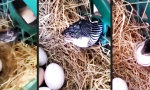 Lustiges Video - Augen auf beim Eierkauf