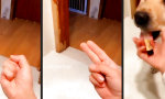 Lustiges Video - Hundetrainer des Monats