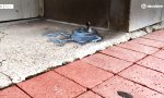 Lustiges Video - Wiederentdeckung der Kreidezeit