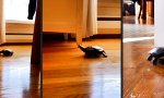 Funny Video - Teenage Hot Wheels Hero Turtle