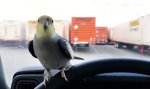 Lustiges Video - Drauf gepfiffen