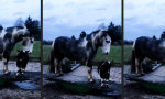 Movie : Schaukelpferdchen