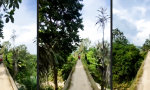 Funny Video : Temple Run