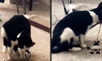 Funny Video : Selbstgeschaffenes Handicap