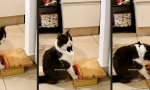 Funny Video - Wolfgfang Amadeus Mauzart