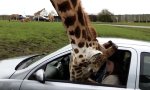 Lustiges Video : Giraffe rein, Gehirn raus