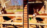 Lustiges Video : Ein eselhafter Ausbruch