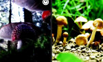 Lustiges Video : Die Welt der Pilze