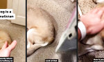 Funny Video - Der Hund des Pythagoras