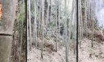 Lustiges Video : Geburt der Bambus-Spinne