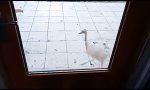 Funny Video - Wie vom Erdboden verschluckt
