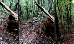 Lustiges Video : Jetsons in der Wildnis