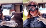 Lustiges Video : Vorsicht ist die Mutter der Koala-Begegnung