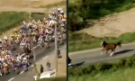 Funny Video : Tour de Jument