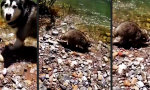 Funny Video : Vertretbares Angebot