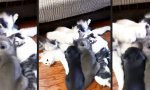 Funny Video : Für’s Stillen ist man nie zu groß