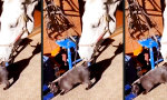 Funny Video : Pferdekuss für die Katz