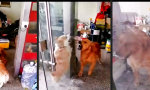 Lustiges Video - Hunde, die bellen, beißen nicht
