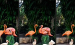 Funny Video - Flamingo trifft auf Flamm-Ingo