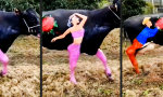 Lustiges Video : Kuh wie Kunst