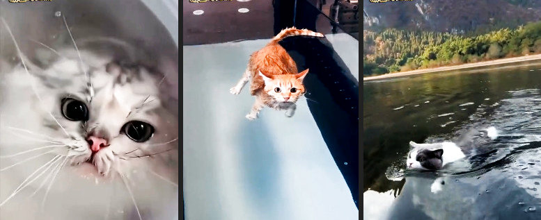 Das Leben der Seekatzen Lustige Videos auf Chilloutzone