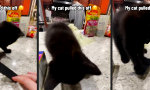 Movie : Paw Boarding in Purrfektion