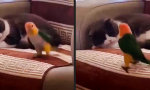 Funny Video : Jeder Geduldsfaden reisst irgendwann