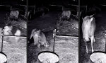 Funny Video - Einem ausgerollten Gaul schaut man nichts in’s Maul