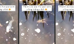 Lustiges Video : Reisen wie ein Froschkönig