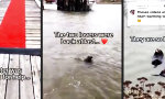 Lustiges Video : Ewige Otterliebe