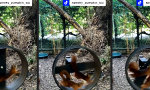 Funny Video : Hörnchen im Duett