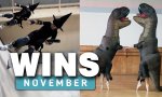 Lustiges Video : WIN Compilation November 2024