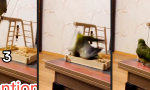 Funny Video : Loop-de-Nope - Papageien-Parkour gone wrong