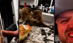 Lustiges Video : Wo sich Wolf und Katze Gute Nacht sagen