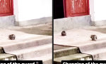Lustiges Video : Stille Wachablöse der Flauschbrigade