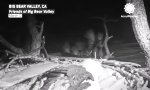 Funny Video - Elterliche Sturmfront: Adler trotzen dem Himmel