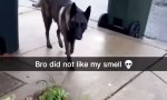 Lustiges Video : Riecht doch wieder nach fremder Muschi
