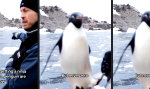 Angriff des Ninja-Pinguins