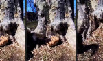 Funny Video : In Nuss-Wahn verfallen