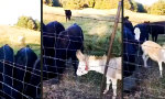 Keine Gnade am Futtertrog