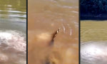 Funny Video : Da mal kurz die Füße ins Wasser halten