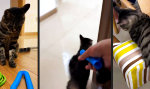 Movie : Fifty Shades of Miau