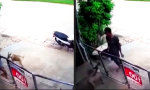 Funny Video - Mut nur hinter dem Zaun